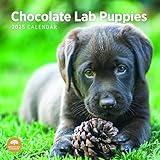 2025 Chocolate Lab Puppies Monthly Wall Calendar by Bright Day, 12 x 12 Inch Cute Dog Breed Gift