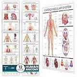 Tribe RN Human Anatomy Posters - Set of 12 Vibrant, Laminated Wall Charts for Classroom, Office, Clinic, & Med School - Detailed 13 Body Systems Illustrations