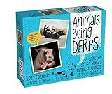 Animals Being Derps 2025 Day-to-Day Calendar