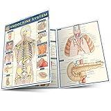 Endocrine System (Quick Study Academic)