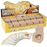 Dig a Dozen Fossil Bricks - Break Open 12 Blocks and Discover 12 Unique Real Fossils - Basket Stuffers Archaeology Science STEM - Birthday Gift
