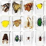 12 Pcs Insect in Resin Specimen Bugs Collection Paperweights Arachnid Resin Specimen Different Insect Specimen Bug Preserved in Resin for Kids Scientific Educational Toy, 12 Styles (Butterfly)