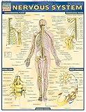 Nervous System (Quick Study Academic)