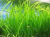 Marcus Fish Tanks 6 Jungle Val - Jungle Vallisneria Live Aquarium Freshwater Plants