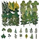 42 PCS Assorted Real Dried Pressed Leaves Natural Dry Leaves for Pressed Leaf Art Craft DIY ,14 Styles