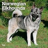 Norwegian Elkhounds | 2024 12 x 24 Inch Monthly Square Wall Calendar | BrownTrout | Animals Dog Breeds