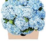 KaBloom Flowers - Mother's Day Collection - 15 Blue Hydrangeas (Farm-Fresh, Naturally Colored, Premium Quality) - Gift for Birthday,Thank You, Valentine, Mother’s Day Fresh Flowers