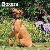 Boxers International Edition | 2025 12 x 24 Inch Monthly Square Wall Calendar | Plastic-Free | BrownTrout | Animals Dog Breeds