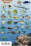 Great Barrier Reef Creatures Waterproof Fish Card 4" x 6"