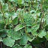 Outsidepride Common Green Plantain Seeds for Planting - 10,000 Pcs Perennial, Easy-to-Grow Herb Seeds for Culinary, Farm & Household Uses, Low-Growing Foliage for Tropical & Subtropical Climates