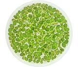 Giant Duckweed, Spirodela polyrhiza, Live Aquarium/Aquatic/Freshwater/Floating/Pond Plant, Planted Tank, Aquascaping by Aquarium Plant Center (60 Plants)