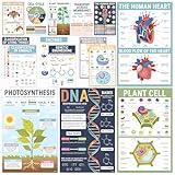 BrightenKidz Biology Posters – 11x17 Inch Biology Classroom Decor, Life Science Posters for Middle & High School, Science Classroom Decor Must Haves (15 Pcs)
