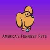 America's Funniest Pets