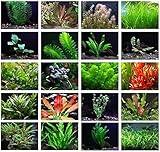 California 20 Aquarium Plant Bundle - 20 Species Live Aquatic Plants Package