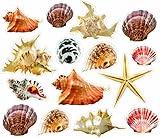 Wall Sticker Seashells and Starfish Colorful Removable and Repositionable Love Ocean Inspired Motivational Cute Wall Vinyl Art Wall Decor Sticker Decal