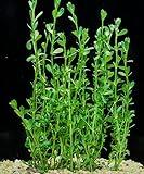 Moneywort (Bacopa Monnieri) Potted Live Aquatic Plant