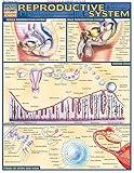 Reproductive System (Quick Study Academic)