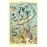 Meishe Art Poster Fish Print Marine Life Organism Deep Sea Creatures Fishes Species Breeds Collection Wall Decor Vintage Illustration Identification Reference (20.87'' x 31.50'')