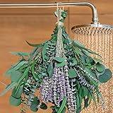 52 PCS Mix Dried Eucalyptus & Lavender Flowers Bundles for Shower, 17'' Natural Real Hanging Silver Dollar Eucalyptus Leaves Stems, Fragrance Fresh Plants Home Bathroom Decor (52pcs)