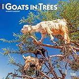 Goats in Trees | 2025 12 x 24 Inch Monthly Square Wall Calendar | Plastic-Free | BrownTrout | Domestic Funny Farm Animals