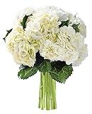 KaBloom Flowers -Valentine's Day Collection - Beauty 6 White Hydrangeas without vase, Gift for Birthday, Sympathy, Anniversary, Get Well, Thank You, Valentine, Mother’s Day Fresh Flowers