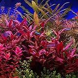 HOT! Alternanthera Lilacina Bunch BUY2GET1 Freshwater Live Aquarium Plant Red Stems