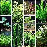 Florida 10 Species Live Aquarium Plants Bundle