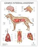 Anatomy Lab Canine Internal Anatomy Poster, LAMINATED, Veterinary Anatomy and Physiology, 17.3 x 22.5 Inches, Dog Internal Organ Diagram, Animal Anatomical Chart for Education Learning and Students