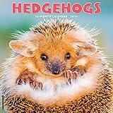 Willow Creek Press Hedgehogs Monthly 2024 Wall Calendar (12" x 12")