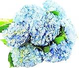KaBloom Flowers -Valentine's Day Collection - Beauty 6 Blue Hydrangeas without vase, Gift for Birthday, Sympathy, Anniversary, Get Well, Thank You, Valentine, Mother’s Day Fresh Flowers