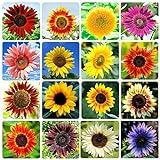 1000+ Sunflower Seeds for Planting Heirloom Non-GMO, Bulk Package of 15 Varieties Mix Seeds, Individually Packaged, Attracts Pollinators (Helianthus annuus)