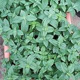 Peppermint Tea For Cold, Flu, And Nausea Relief