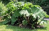 Gunnera Tinctoria Giant-Rhubarb Huge Leaves Ornamental Plant 10 Seeds