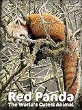 Red Panda