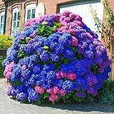 35pcs Blue Pink Purple Hydrangea Seeds - Stunning Perennial Flowers for Colorful Garden Blooms - Hardy Plant Seeds for Gardening Enthusiasts - Easy-to-Grow Variety for Landscape Beautification