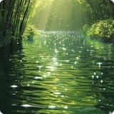 Harmonious Rainforest Sleeping Sounds Harmony for Mental Healing, Healing Therapy and Spiritual Healing for Fire TV