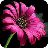 Beautiful Flowers! Roses, Orchids, Sunflowers, Daffodils, Daisies, Jasmines, Lilacs Pics and More! FREE Flower Pix App! Garden Plants Wallpaper, Nature Pictures to Relax! HD National Landscape Design Backgrounds & Live Wallpapers by Gardening Parks!