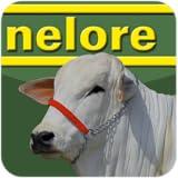 Revista Nelore