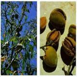 Edible and Medicinal Plants