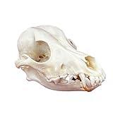 CLLOEAT Taxidermy Real Animals Skulls, Real Bones Specimen, Taxidermy Supplies for Science Education, Special Gift