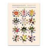 Fun Fact Co. Companion Planting Infographic Art Print, Illutrated Companion Plants Reference Poster, Gardening Gift, Helpful Garden Decor (18x24)