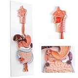EVOTECH SCIENTIFIC Human Digestive System Anatomical Model, 2 Part Life Size Human Digestive System Anatomical Model with GI-Tract and Colon Organs for Medical Learning Research Education Display