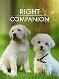 The Right Companion