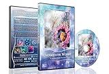 Ocean DVD - Underwater World - Nature's Unforgettable Reef Scenery of Sea Life and Marine Creatures