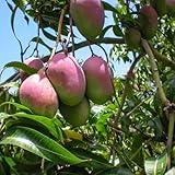CHUXAY GARDEN Pink Green Mango Fruit Seed 2 Seeds Tropical Tree Edible Fruit Gardening Holiday