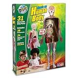 Human Body Anatomy Model Kit – 31-Piece Interactive STEM Set with 9 Squishy Organs, Bones, Muscles & Blood Vessels, Forceps & Discovery Guide – Educational Science Tool for Kids 6+