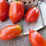 Organic Amish Paste Tomato Seeds ~25 Seeds - Organic, Heirloom, Open Pollinated, Non-GMO, Farm & Vegetable Gardening Seeds