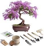 Bonsai Starter Kit – Growing Jacaranda Bonzai Tree from Seeds | Complete Indoor Tree Kit for Growing Plants with Tools & Planter – Gardening Gifts for Mother, Women & Men