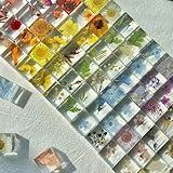 JTDAN 12pcs Plant Specimens,Resin Squares, Decorations,Children's Science Education Supplies,Drip-Dried Resin Flower Specimens,Real Flower Specimens for Microscope (Colorful)