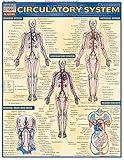 Circulatory System (Quick Study Academic)